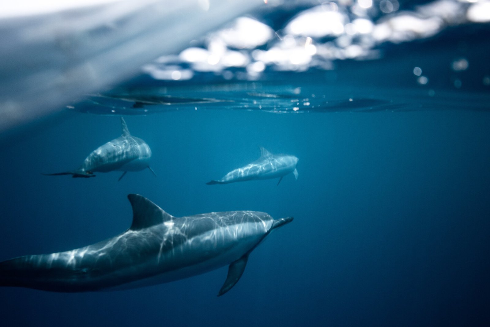 dolphins-in-water-2922672.jpg